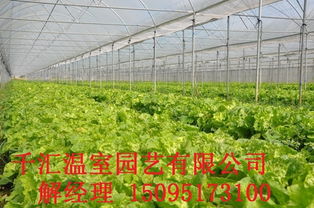 日光温室 产品中心 青州 千汇 温室园艺